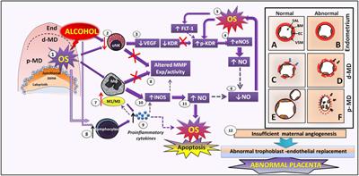 Involvement of metalloproteinase and nitric oxide synthase/nitric oxide mechanisms in early decidual angiogenesis–vascularization of normal and experimental pathological mouse placenta related to maternal alcohol exposure